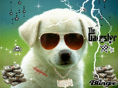 gangster,animals,puppy,bling,white dog,wearing sunglasses