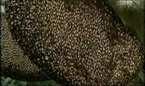 bees,wave,predator