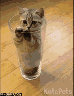 cat,cute,animals,water,kitten,glasses,glass,kitties,puns