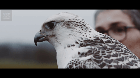falcon,angry,bird,drama,stare,bbc earth,earth unplugged