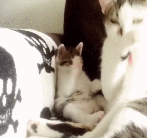 Котики облизывают друг друга. Коты вылизывают друг друга. Гифки котята любовь. Мама кошка гифка. Лесбиянка кошечка