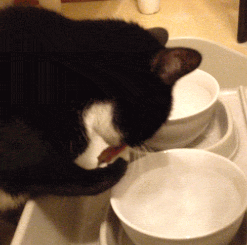 cat,water,weird,drinks