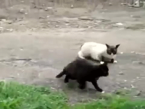 cats,fight