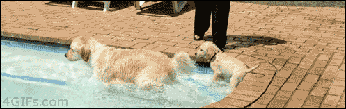 golden retriever,animals,puppy,dogs,pool,swimming,puppy dog,swimming lessons