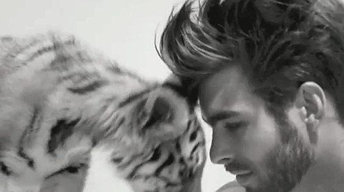 guy,petting,black and white,loving,love it,baby tiger,tiger
