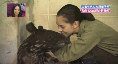 Animal kisses japones japanese GIF.
