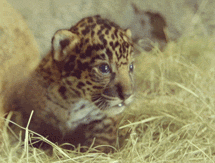 kitten,jaguar,cat,animals,baby,cub,san diego zoo