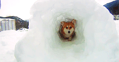 snow,animals,winter,corgi,tunnel