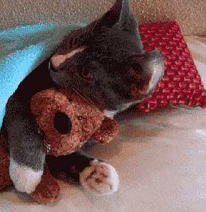 hugging,hug,teddy,cat,bear,cutest