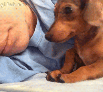 good night kiss,sleep,cuddle,dachshund,lazy dog,comfortable,kiss in bed,comfy,dog