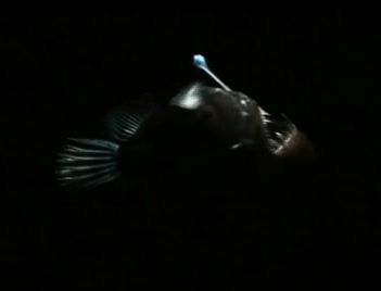 deep sea,bioluminescence,animal,sea,fish