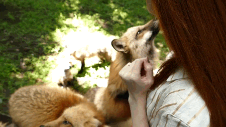 cute,japan,foxes