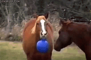 horses,animals,ball