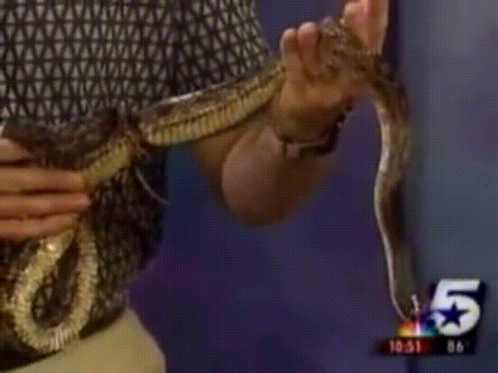 Scared snake GIF.