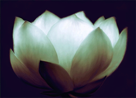 lotus,flower,databending,digital art,glitchy,sabina mosher