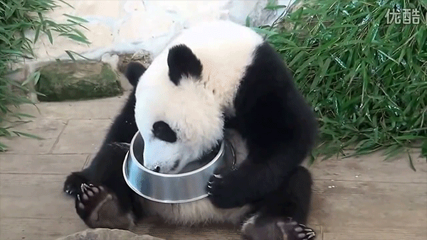 Панда гифки. Медведь Панда. Забавные панды. УГАРНАЯ Панда.