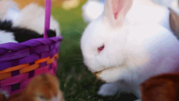 rabbit,animals,dog,puppy,white,bird,head,bunny,spring,easter,cleaning,paws