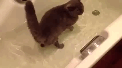 cat,friend,bath
