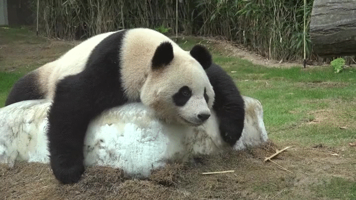 chill,panda
