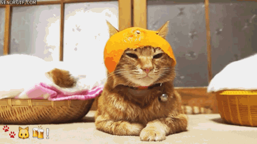 orange,cat,hats,animals wearing hats
