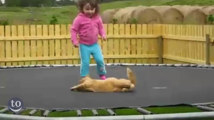 trampoline,cat