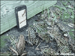 iphone,frog