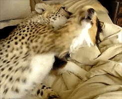 cheetah,dog