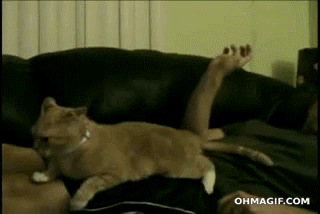massage,funny,cat,reaction,epic,hilarious,scratch,mixed