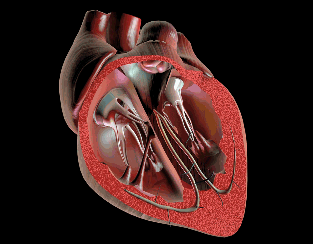 Ложное сердце. Хорды митрального клапана анатомия. Митральный клапан двустворчатый. Аортальный клапан анатомия. 3 Створчатый клапан.