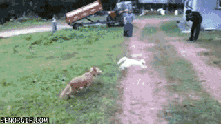 cat,dog,trick,chasing