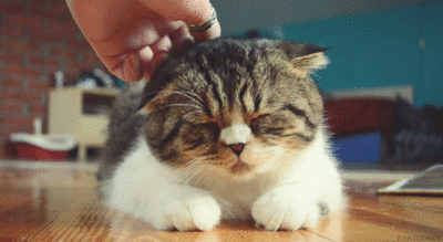 fluffy,cat,animals,hand,pets,scratch