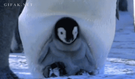 baby penguin,penguins,animals