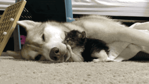 husky,cat,dog,animals,kitten