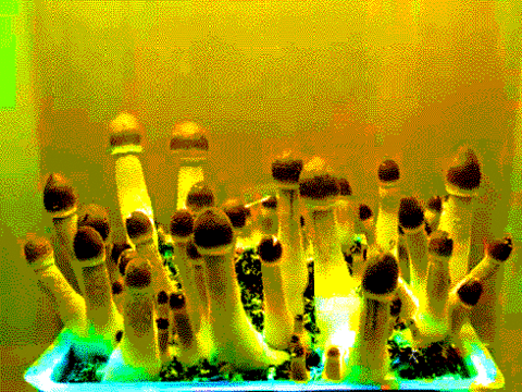 mushroom,growth,time,lapse
