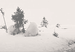 snow,polar bear,animals,bear,playful,lokiana france,tackling tree