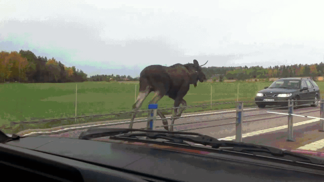 Animated GIF: moose highway.