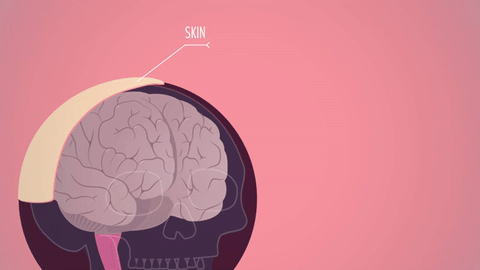 Мозг без головы крокус. Мозг анимация. Анимированный мозг. Мозг человека анимация.