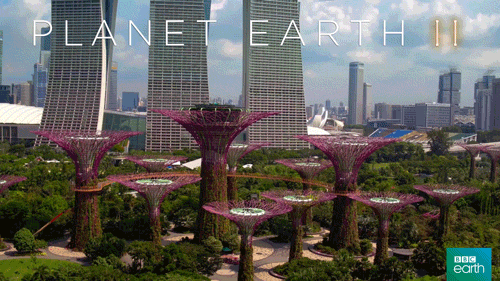 singapore,landscape,city,cities,planet earth 2,bbc earth,urban nature