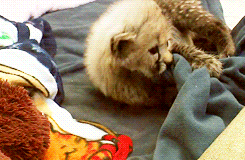 cheetah,blanket,corrected tag,cat,animals,baby,playing,cuddle,chewing