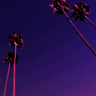 california,palm trees