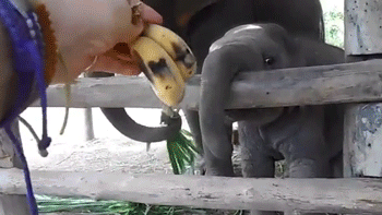 pandawhale,sitepandawhalecom,bananas