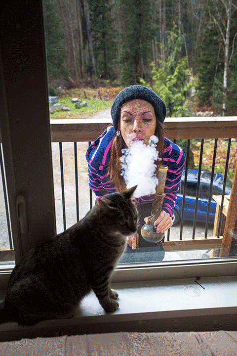 bong,cat,smoke,smoking