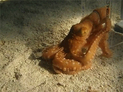 ocean,squid,animals,sitting