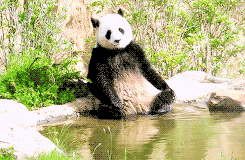 giant panda,animals,animal,bear,panda,pandas,panda bear