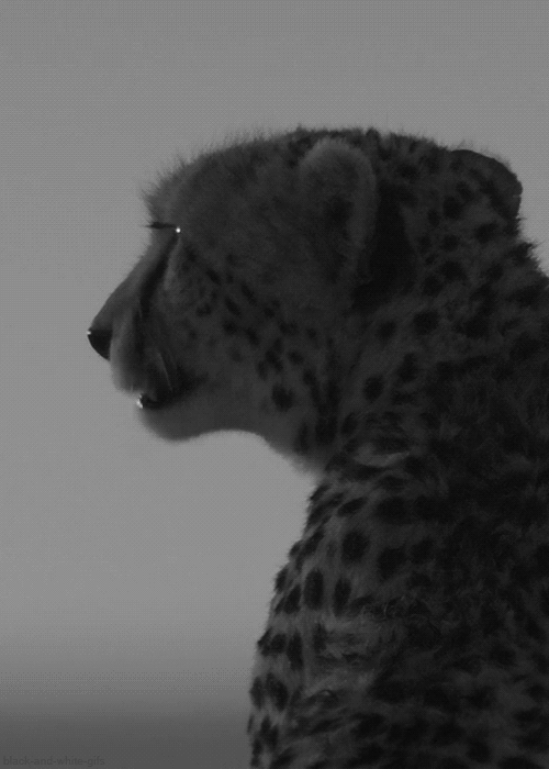 cheetah,animals,black and white,african cats