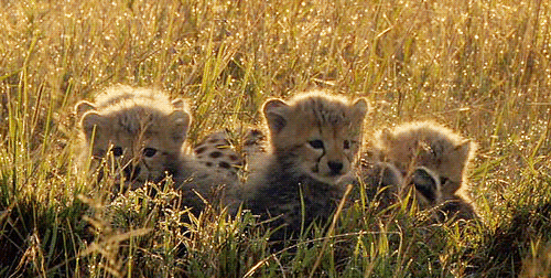 animals,baby,cheetah
