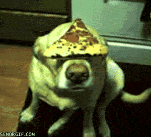 doge,dog,pizza