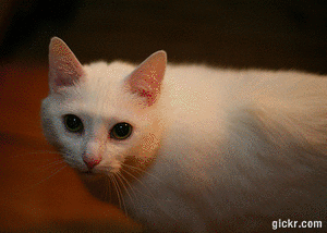 ein,cat,black cat,cat lady,white cat,grey cat