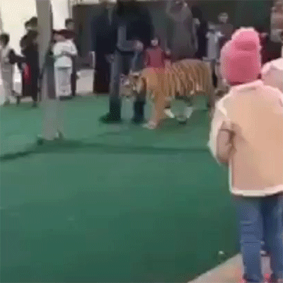 walk,animals being jerks,kids,tiger