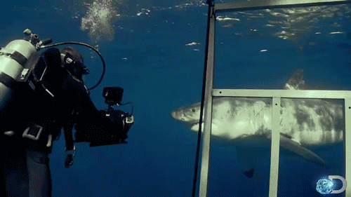 tv,television,animal,watch,whoa,shark,watching,documentary,underwater,discovery,discovery channel,close,sharks,shark week,great white shark,great white,sea creature,shark week 2013,nature documentary
